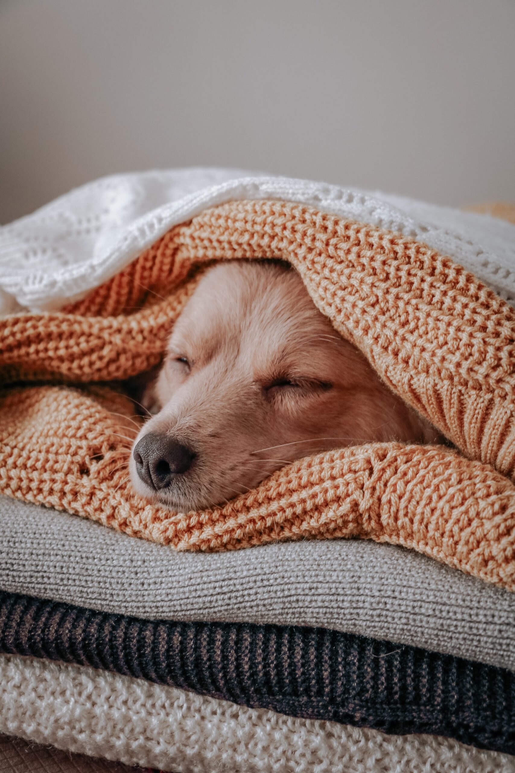 Cozy Blanket with Dog
