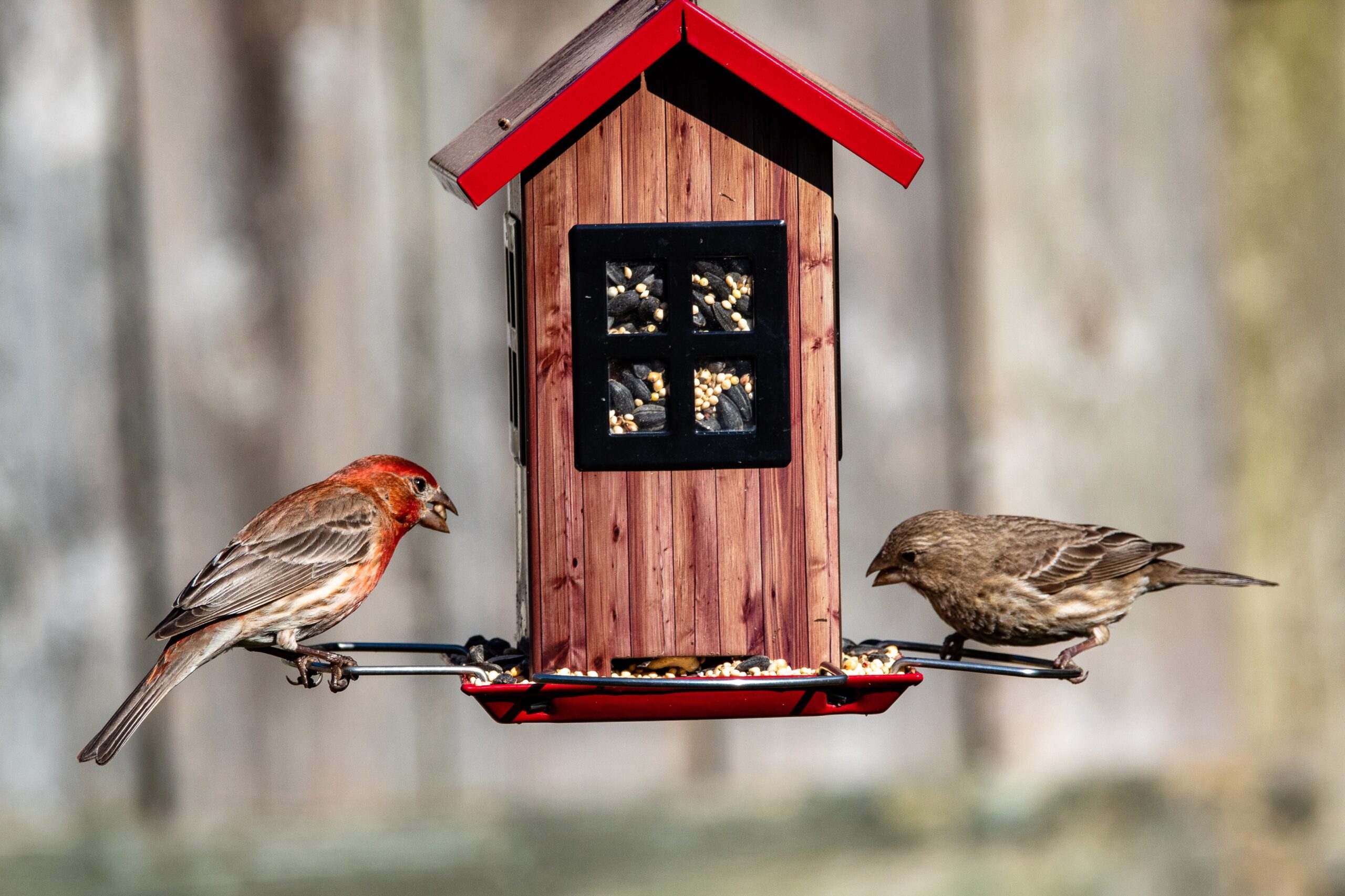 Two birds eating from a log cabin bird feeder